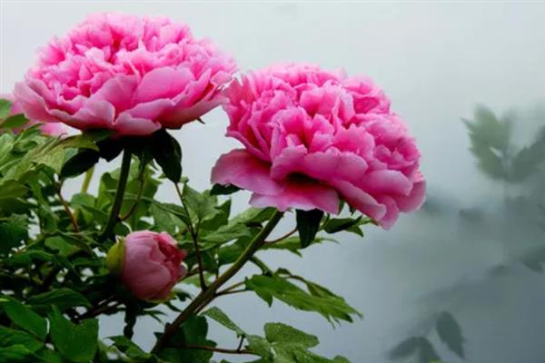 牡丹花的花语，寓意圆满富贵、难为情等