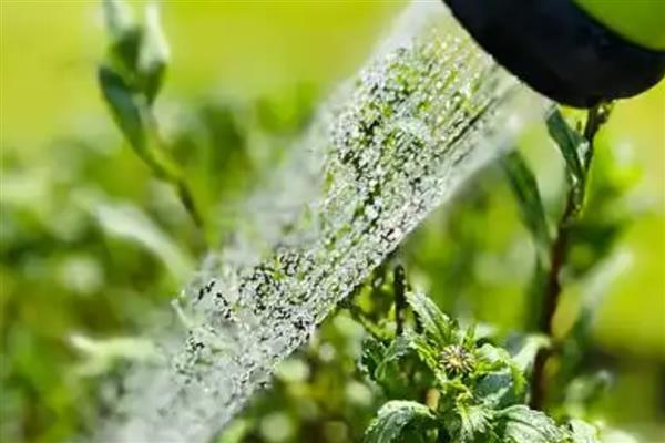 养殖雏菊的方法,植株生长期间每个星期浇一次水