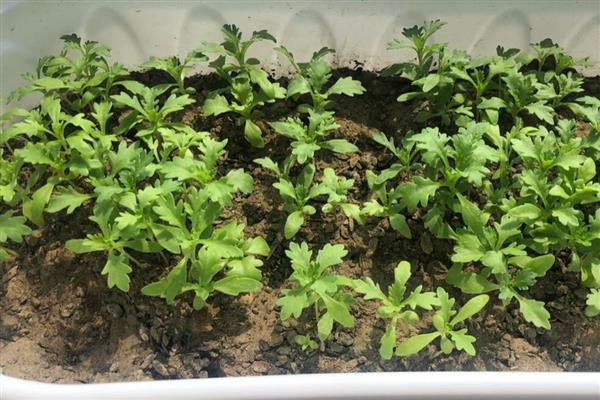 养殖雏菊的方法,植株生长期间每个星期浇一次水