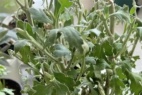 养殖雏菊的方法,植株生长期间每个星期浇一次水