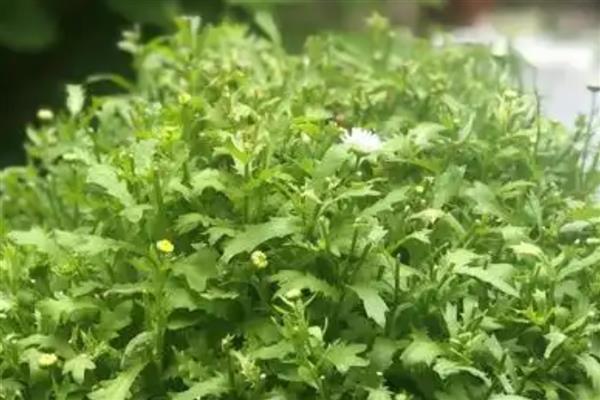 养殖雏菊的方法,植株生长期间每个星期浇一次水