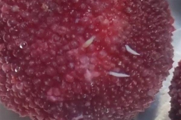 杨梅上面的小白虫能不能吃，属于果蝇的幼虫可以食用