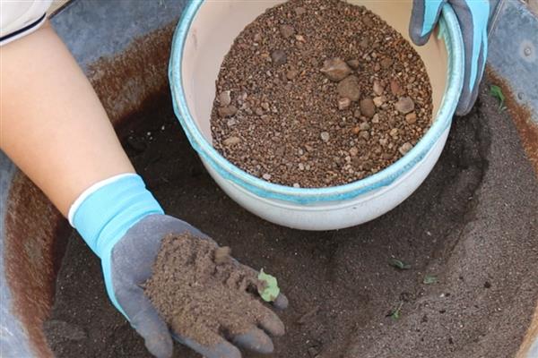 哈茨木霉菌怎么使用，主要有灌根、拌种、拌土等6种方式