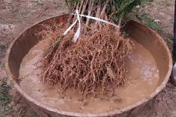 哈茨木霉菌怎么使用，主要有灌根、拌种、拌土等6种方式