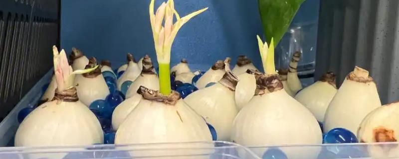 郁金香的水养方法，水量要没过种球的一半