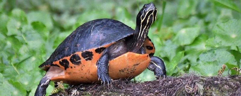 火焰龟多久不吃会死，可以坚持好几个月