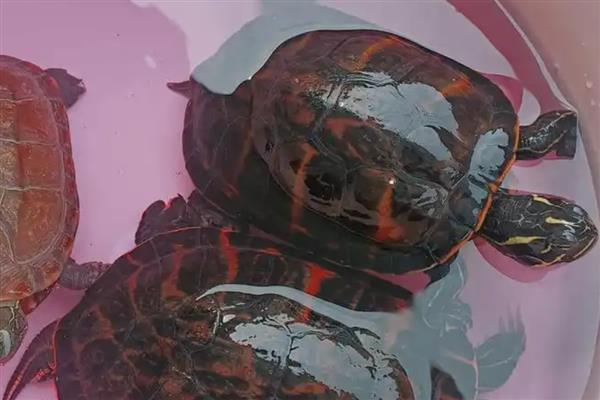 火焰龟多久不吃会死,可以坚持好几个月