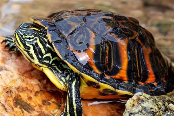 火焰龟多久不吃会死,可以坚持好几个月