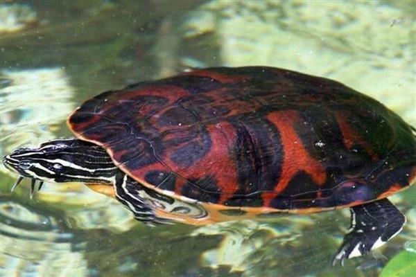 火焰龟多久不吃会死,可以坚持好几个月