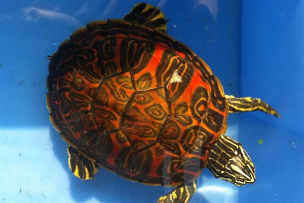 火焰龟多久不吃会死,可以坚持好几个月