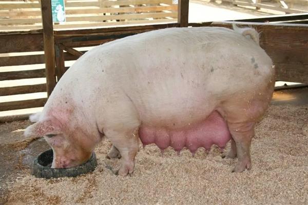 如何饲养怀孕母猪，在妊娠前期需多喂青饲料