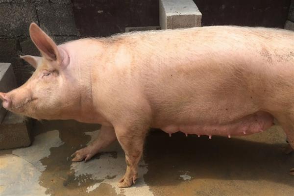 如何饲养怀孕母猪，在妊娠前期需多喂青饲料