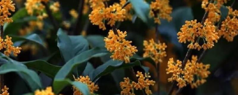 桂花有什么品种，主要分为金桂、银桂、丹桂、四季桂