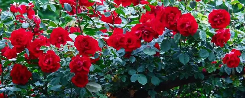 月季花能不能水培生根，水培也具备生根能力