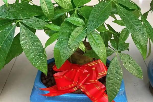 发财树何时开花，花期主要是在5-11月份