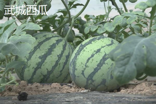 山东省武城县的特产，有三白西瓜、武城辣椒等