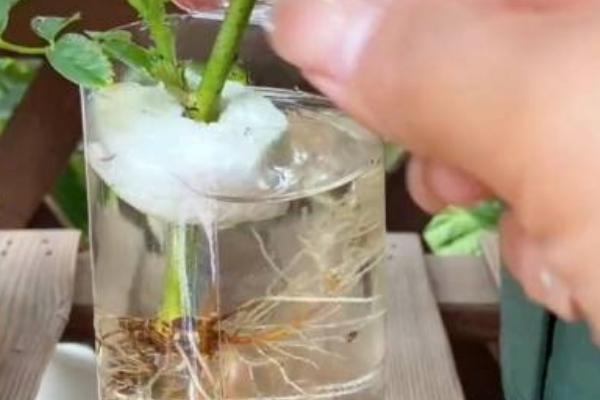 月季花能不能水培生根，水培也具备生根能力