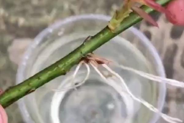 月季花能不能水培生根，水培也具备生根能力