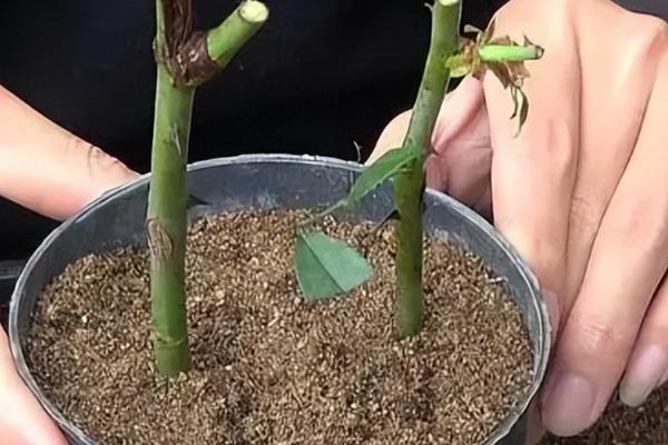 月季花能不能水培生根，水培也具备生根能力