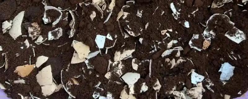 鸡蛋做肥料的原因，鸡蛋含有大量蛋白质、钙、镁等营养物质