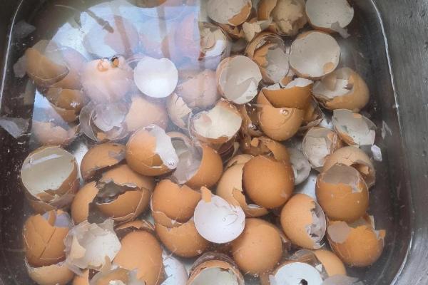 鸡蛋做肥料的原因,鸡蛋含有大量蛋白质、钙、镁等营养物质