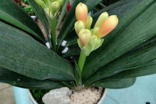 鸡蛋做肥料的原因,鸡蛋含有大量蛋白质、钙、镁等营养物质