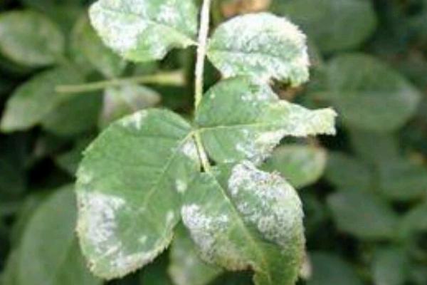 蔷薇花会发生什么病虫害，常见炭疽病、白粉病、刺蛾等类型