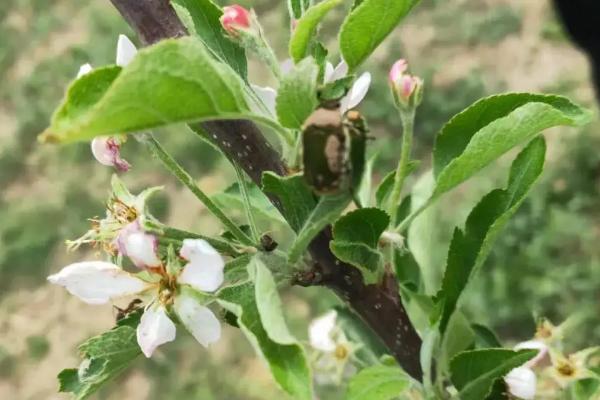 蔷薇花会发生什么病虫害，常见炭疽病、白粉病、刺蛾等类型