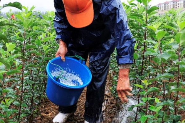 蔷薇花会发生什么病虫害，常见炭疽病、白粉病、刺蛾等类型