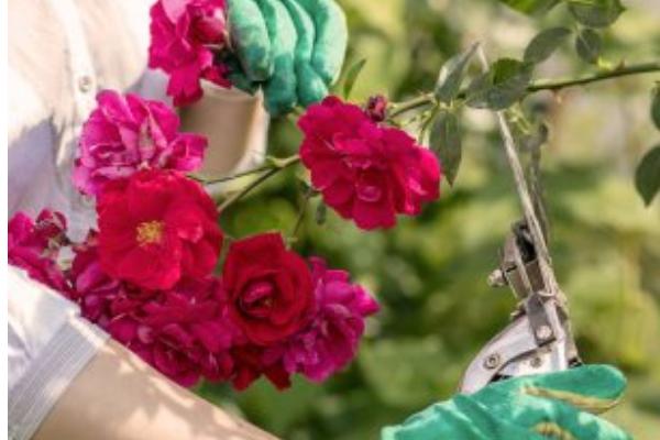 蔷薇花会发生什么病虫害，常见炭疽病、白粉病、刺蛾等类型
