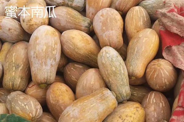 南瓜的品种，常见的有砍瓜、小磨盘南瓜等