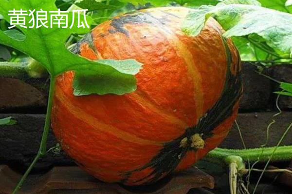 南瓜的品种，常见的有砍瓜、小磨盘南瓜等
