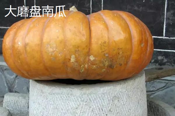 南瓜的品种，常见的有砍瓜、小磨盘南瓜等
