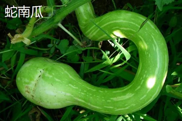 南瓜的品种，常见的有砍瓜、小磨盘南瓜等