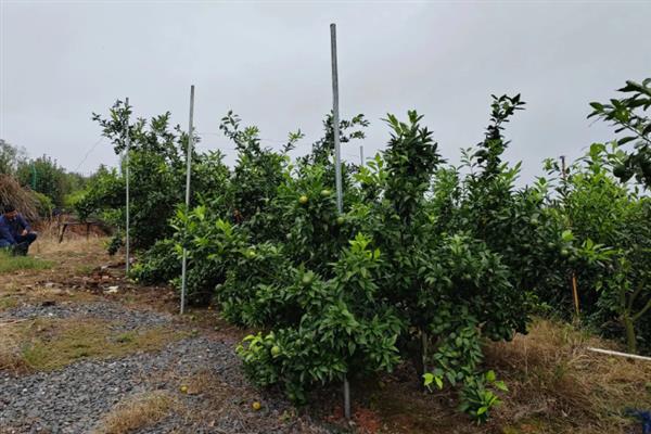 沃柑有什么特点，果实呈扁圆形且外皮上的油胞很细密