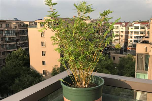 家里不能养竹子的原因，因为家里空气流通性不行