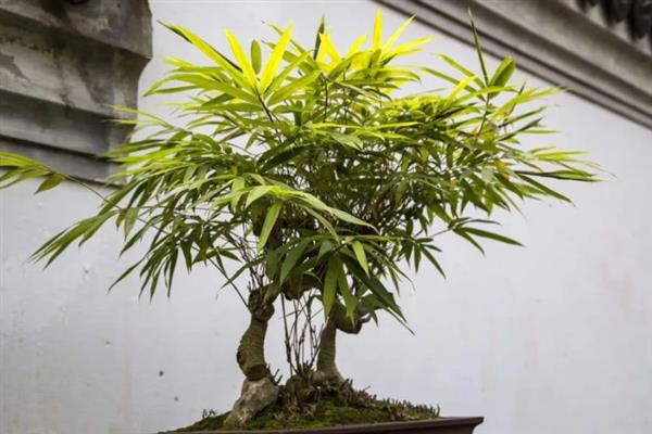 家里不能养竹子的原因，因为家里空气流通性不行