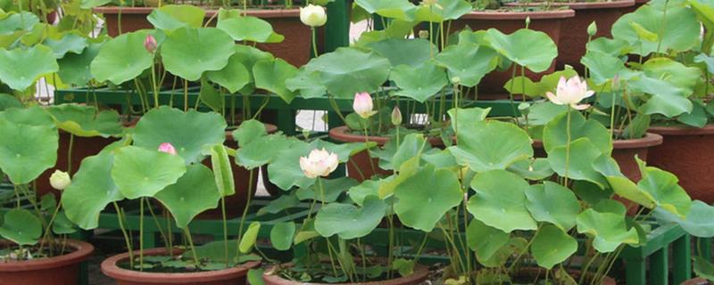 荷花要每天换水吗，是无需每天换水的