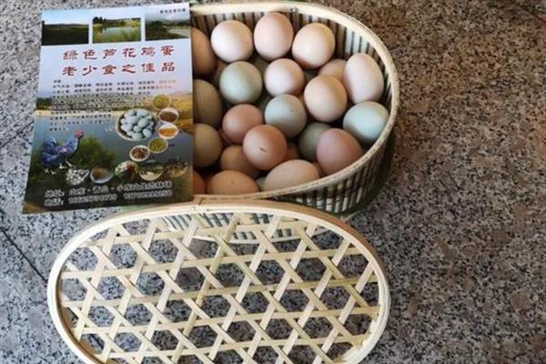 汶上芦花鸡简介，属于一种优质鸡品种