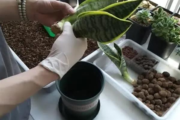 金边虎皮兰的养殖方法，生长期间每周都要给它加肥一次