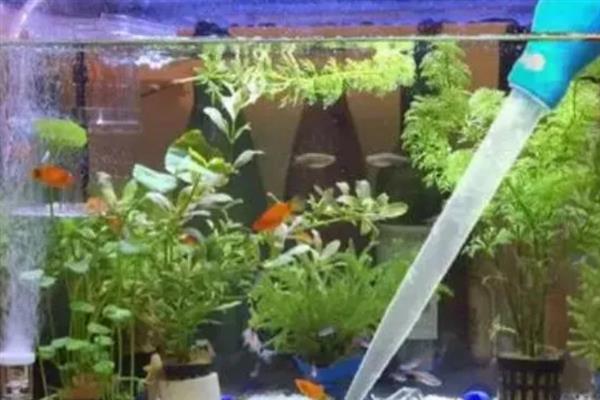 金鱼的换水间隔，冬季每隔15天换一次