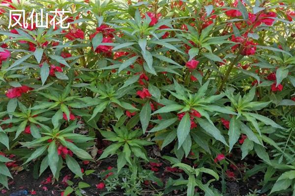 海娜花与凤仙花有什么区别，前者属于千屈菜科、后者属于凤仙花科