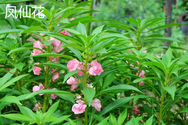 海娜花与凤仙花有什么区别，前者属于千屈菜科、后者属于凤仙花科