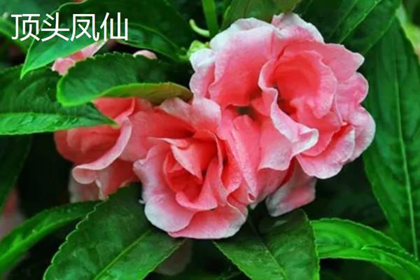 海娜花与凤仙花有什么区别，前者属于千屈菜科、后者属于凤仙花科