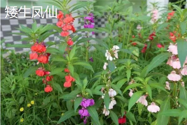 海娜花与凤仙花有什么区别，前者属于千屈菜科、后者属于凤仙花科