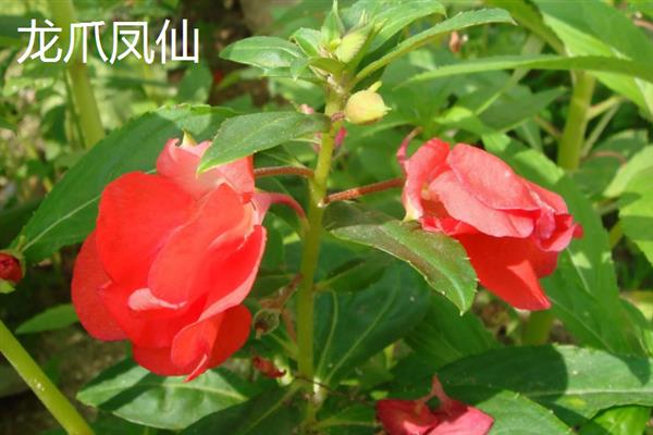 海娜花与凤仙花有什么区别，前者属于千屈菜科、后者属于凤仙花科