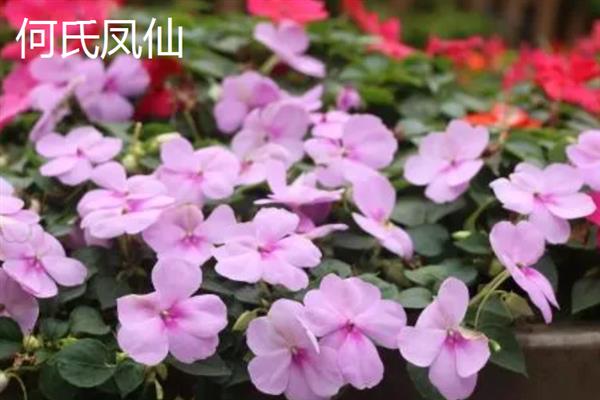 海娜花与凤仙花有什么区别，前者属于千屈菜科、后者属于凤仙花科