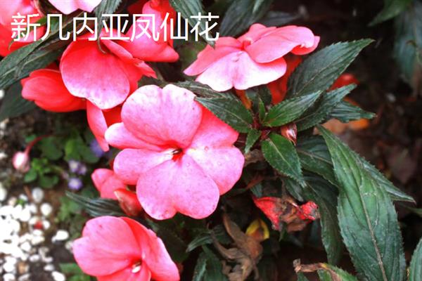 海娜花与凤仙花有什么区别，前者属于千屈菜科、后者属于凤仙花科