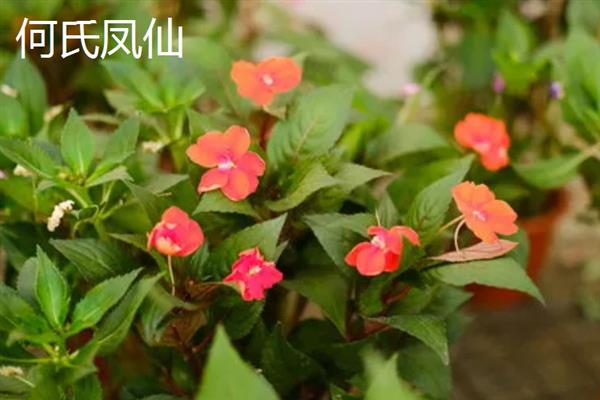 海娜花与凤仙花有什么区别，前者属于千屈菜科、后者属于凤仙花科