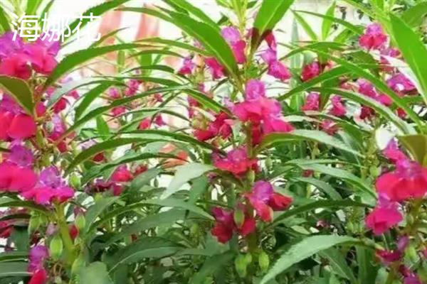 海娜花与凤仙花有什么区别，前者属于千屈菜科、后者属于凤仙花科